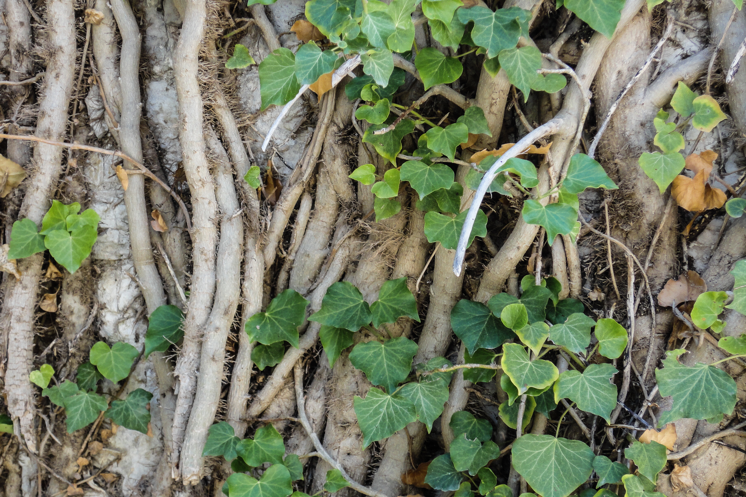 Detail: Efeu und Baumwurzeln am Wegesrand